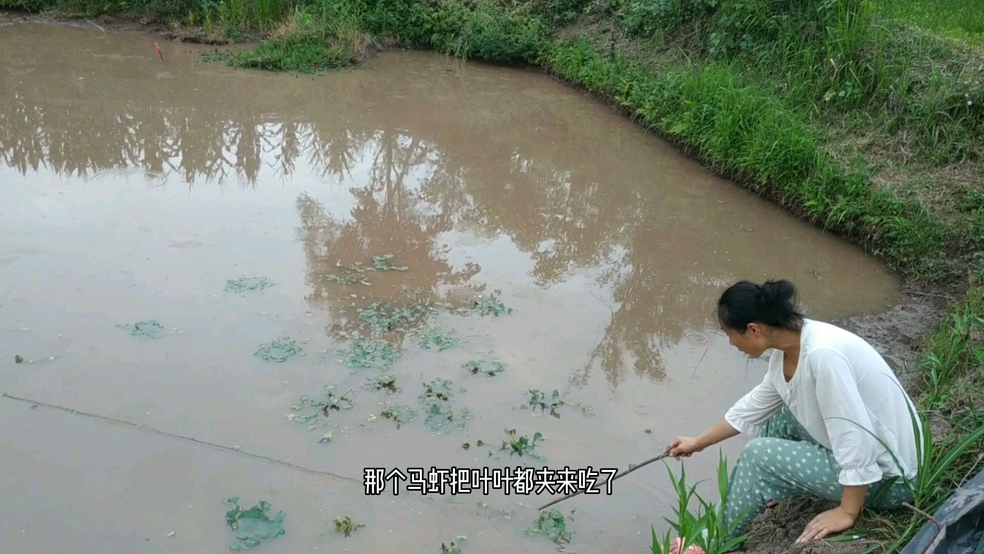 四川农村虾塘里第一次种棱角 没想到小龙虾太凶了