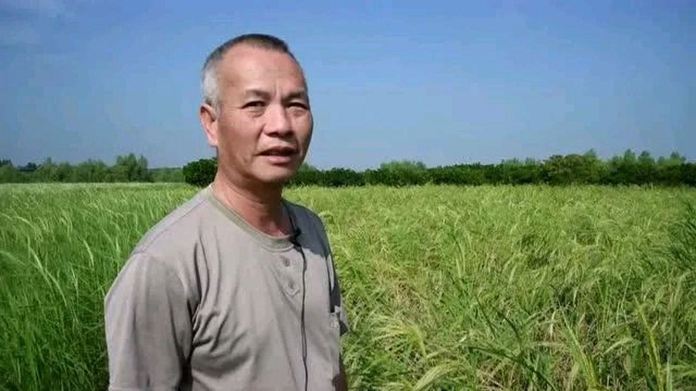 2016年,袁隆平院士找到海水稻icon之父陈日胜icon,邀请他加入团队,没