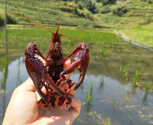 恒湖龙虾养殖基地图片