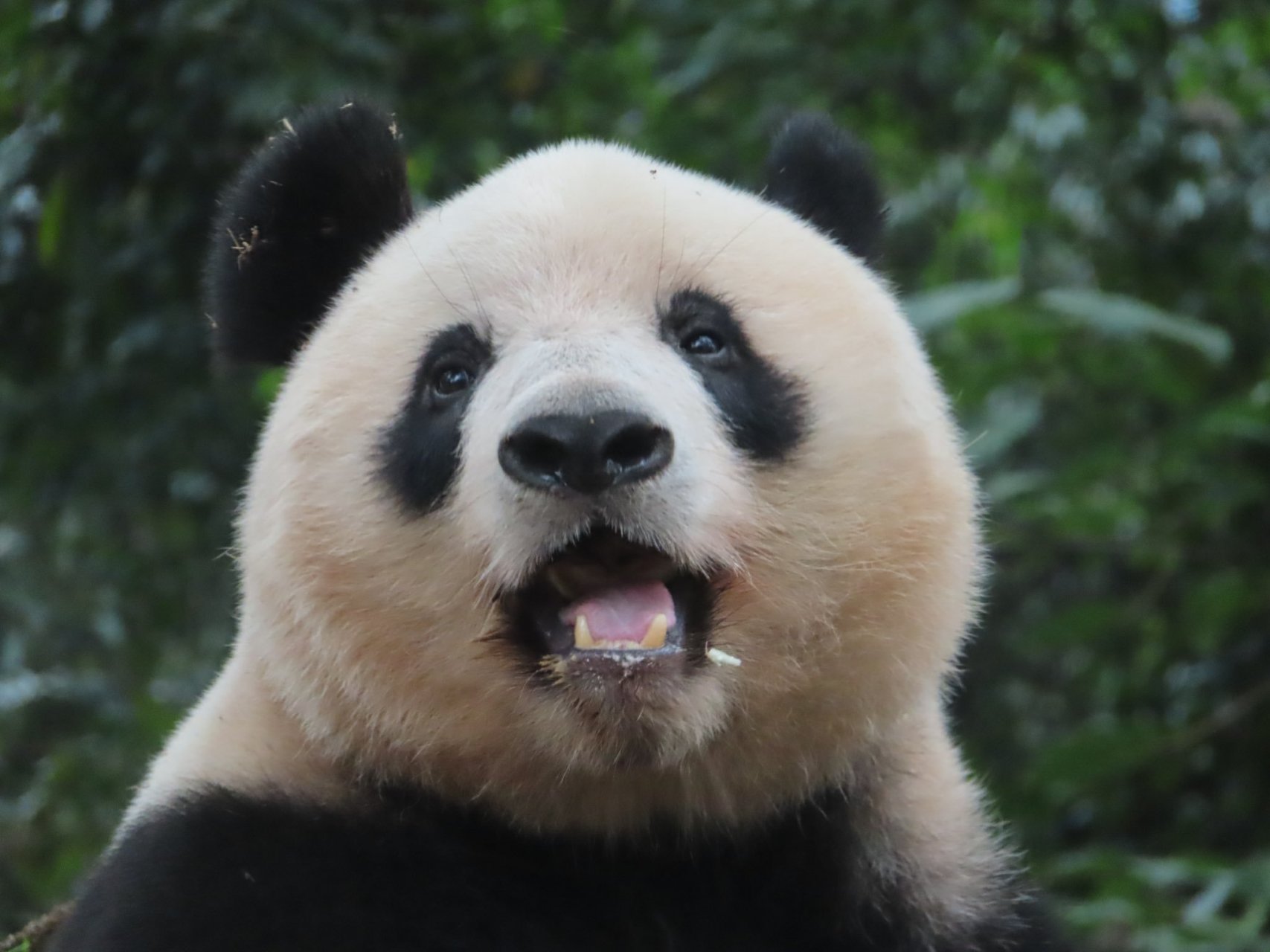 可爱的大熊猫香香公主.