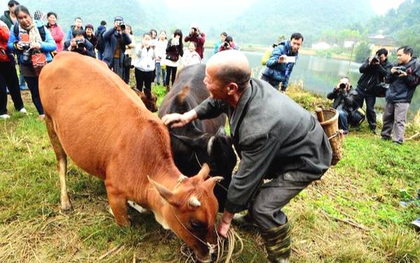 怀孕母牛被卖屠宰场,一路流泪下跪,老人花2万养老金救牛