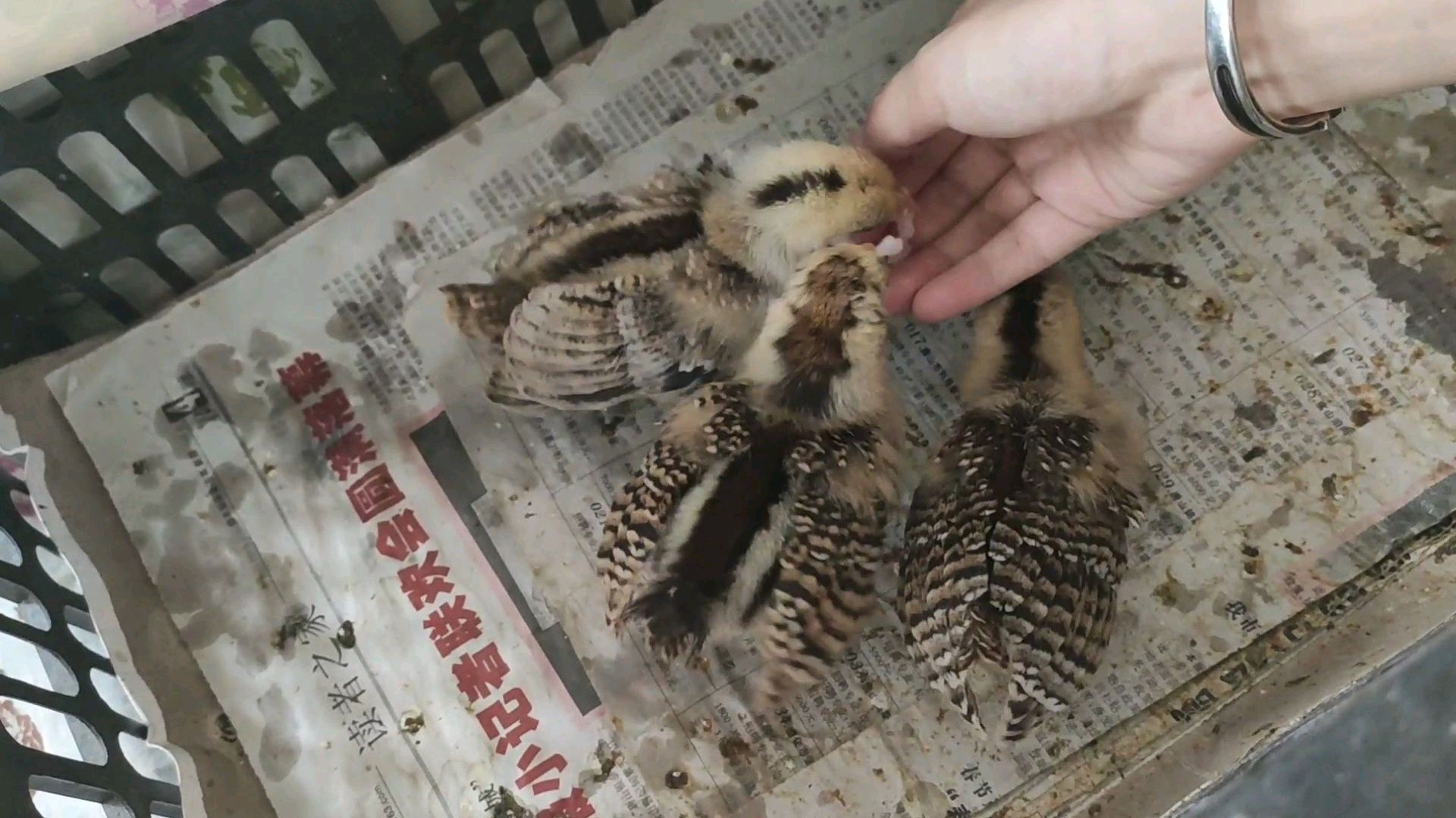 20天大的小鸡抢食不要命,撞翻手机镜头三脚架,主人手忙脚乱