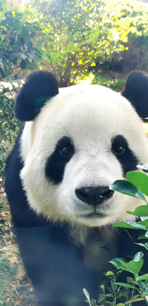 这大脸盘子我真想rua [温暖]萌妹飞云的颜值真的太高了!