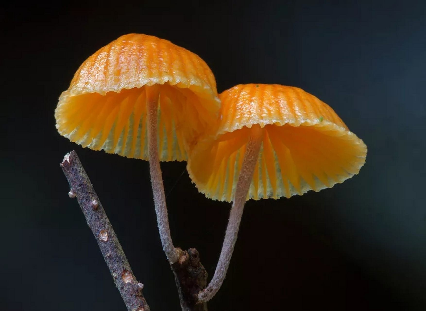 来自澳大利亚的摄影师steve axford,他花十年时间拍了10000多张蘑菇的