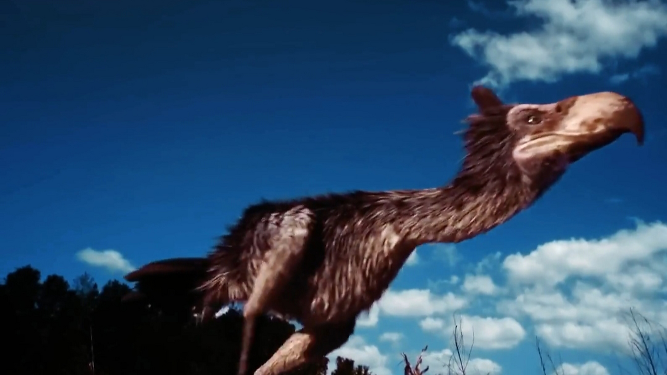 南美洲恐怖鸟  南美洲恐怖鸟(terror bird),也称为"恐鸟",是一种体型