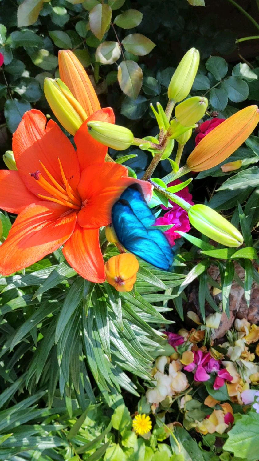 通常见到的百合花是白色的,其实它的品种很多,本视频介绍的卷帘百合