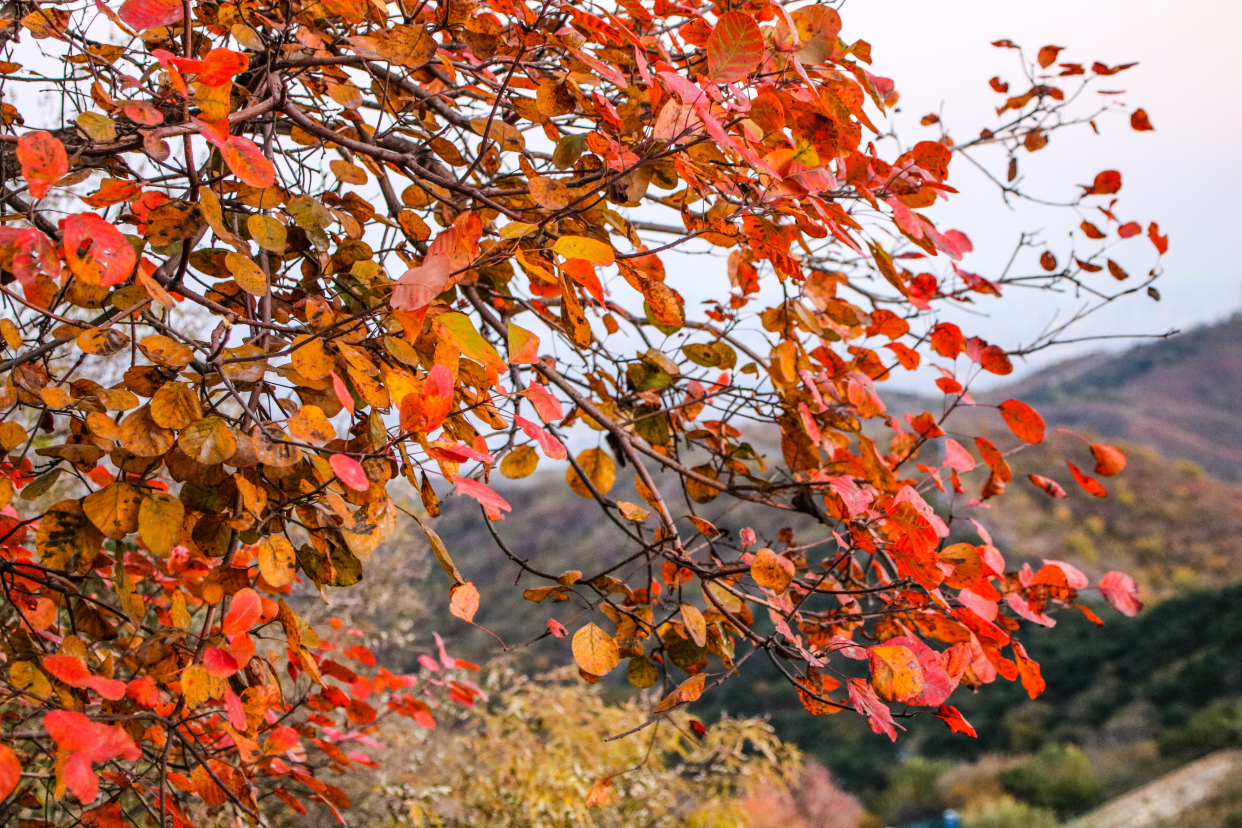 香山紅葉紅滿天