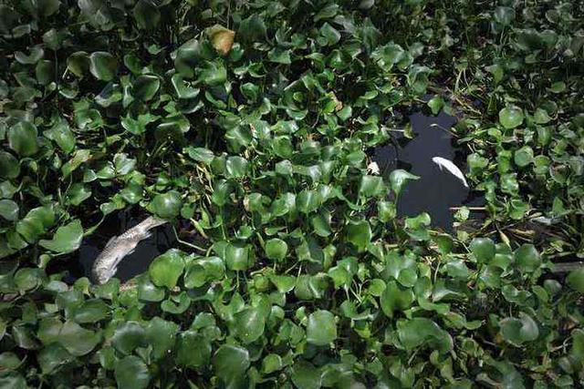 保护生态!拒绝外来物种