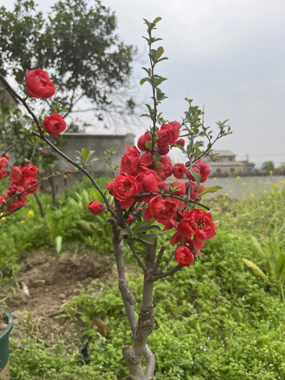 唐美玲海棠开花图片图片