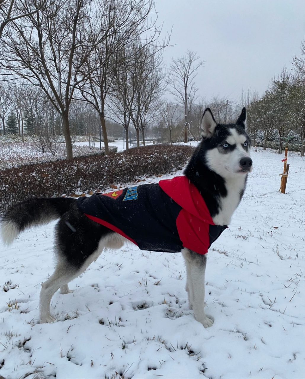 下雪後,二哈的血脈覺醒了,這表情太帥了.