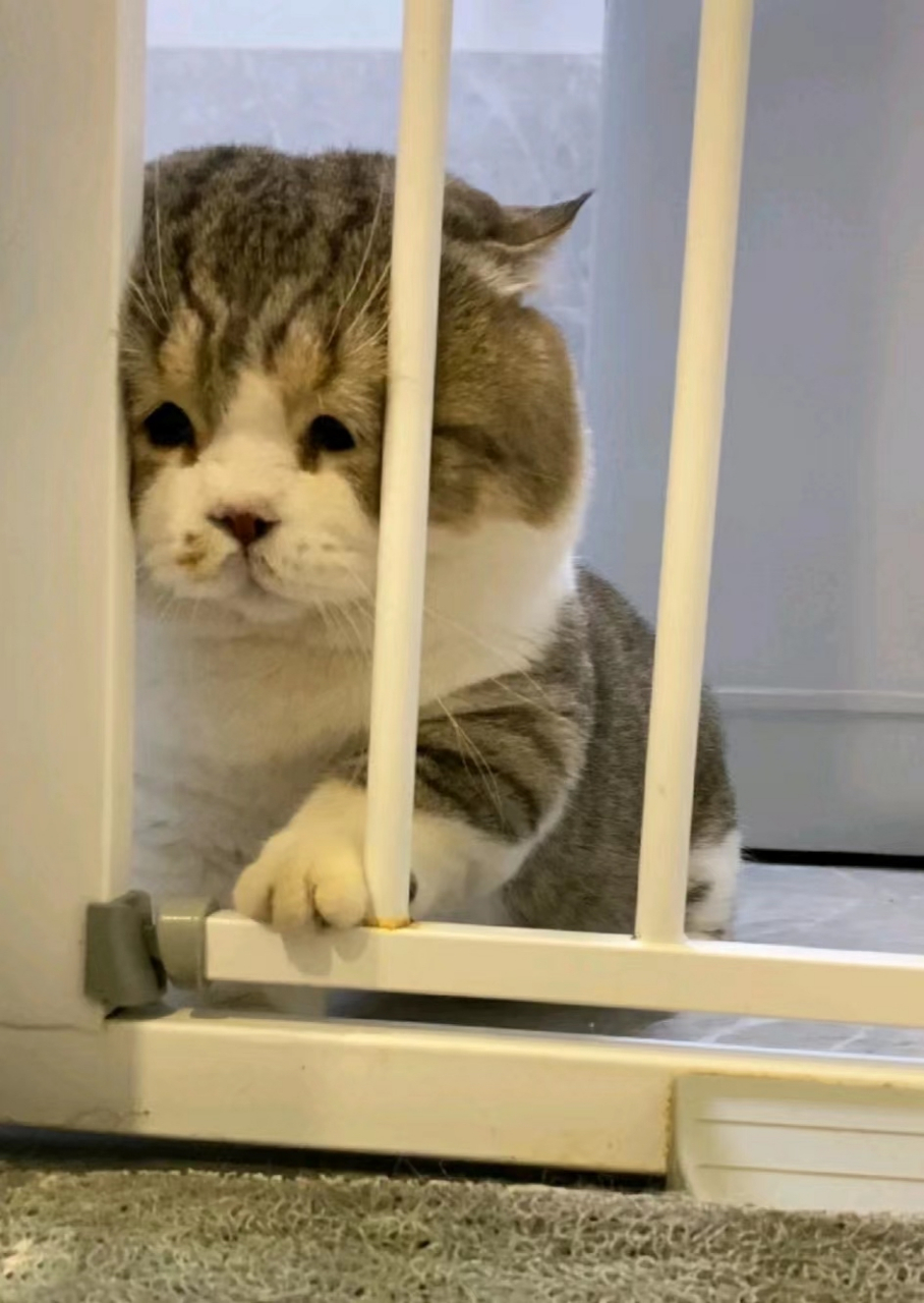 委屈小猫咪,全身心抗拒洗澡
