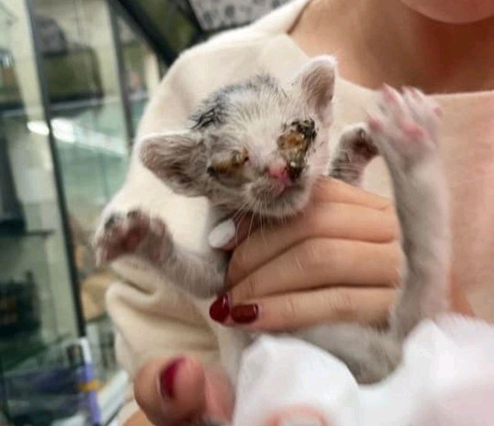 墙里救出"烂眼"猫,养3个月张开眼一刹,猫主惊见超美异瞳!