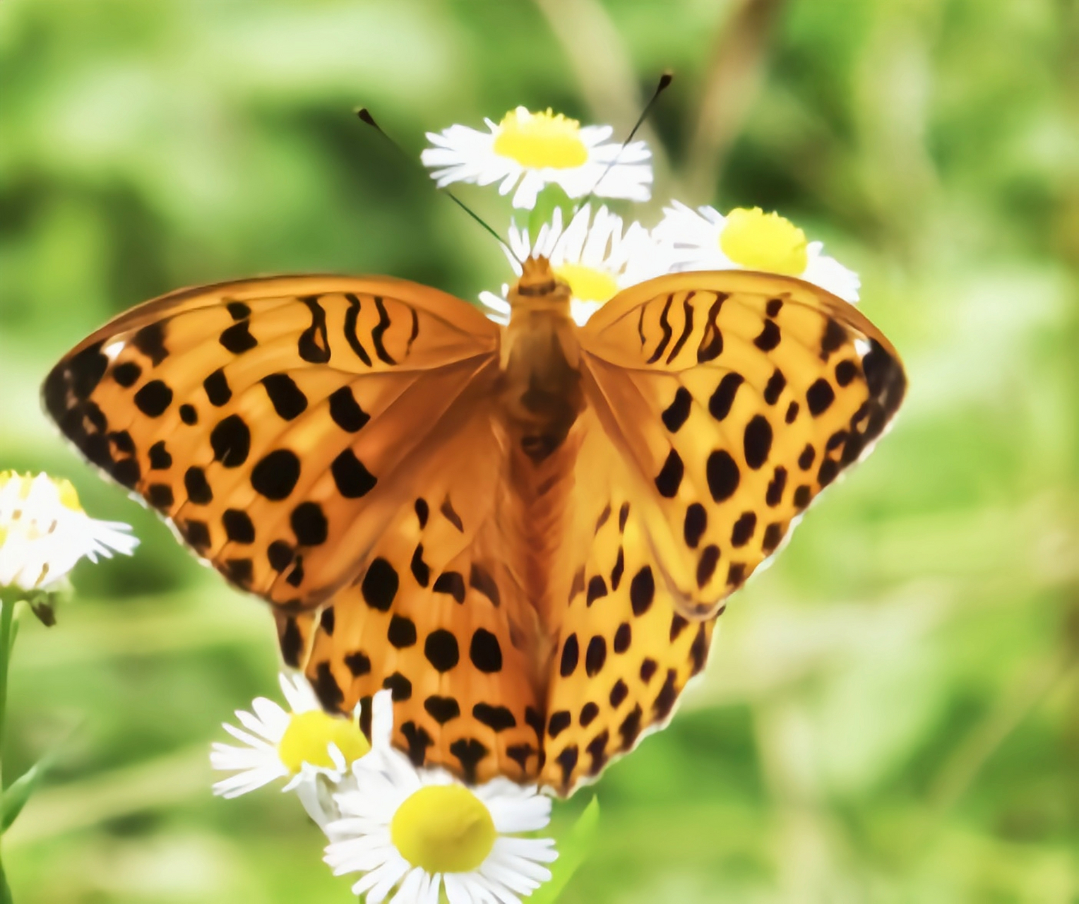 每天认识一种昆虫——绿豹蛱蝶 绿豹蛱蝶翅展6.5-6.