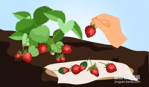 种草莓怎么样快速消除热敷冷敷,种草莓怎么样快速消除  第2张