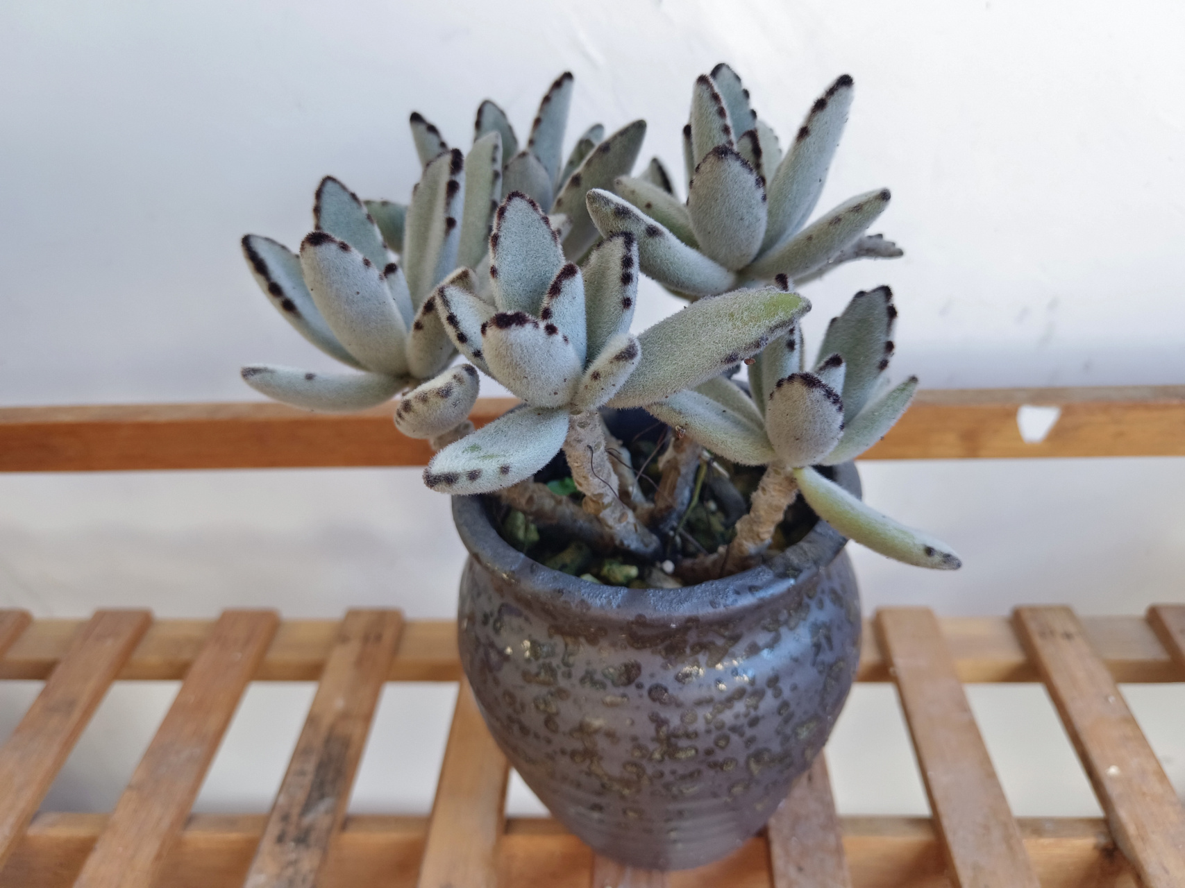 兔耳多肉没有受夏天的影响,状态依旧很好