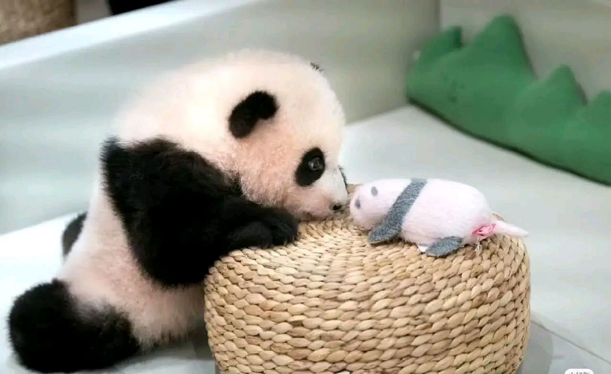 打哈欠的小福宝也超级可爱! #熊猫