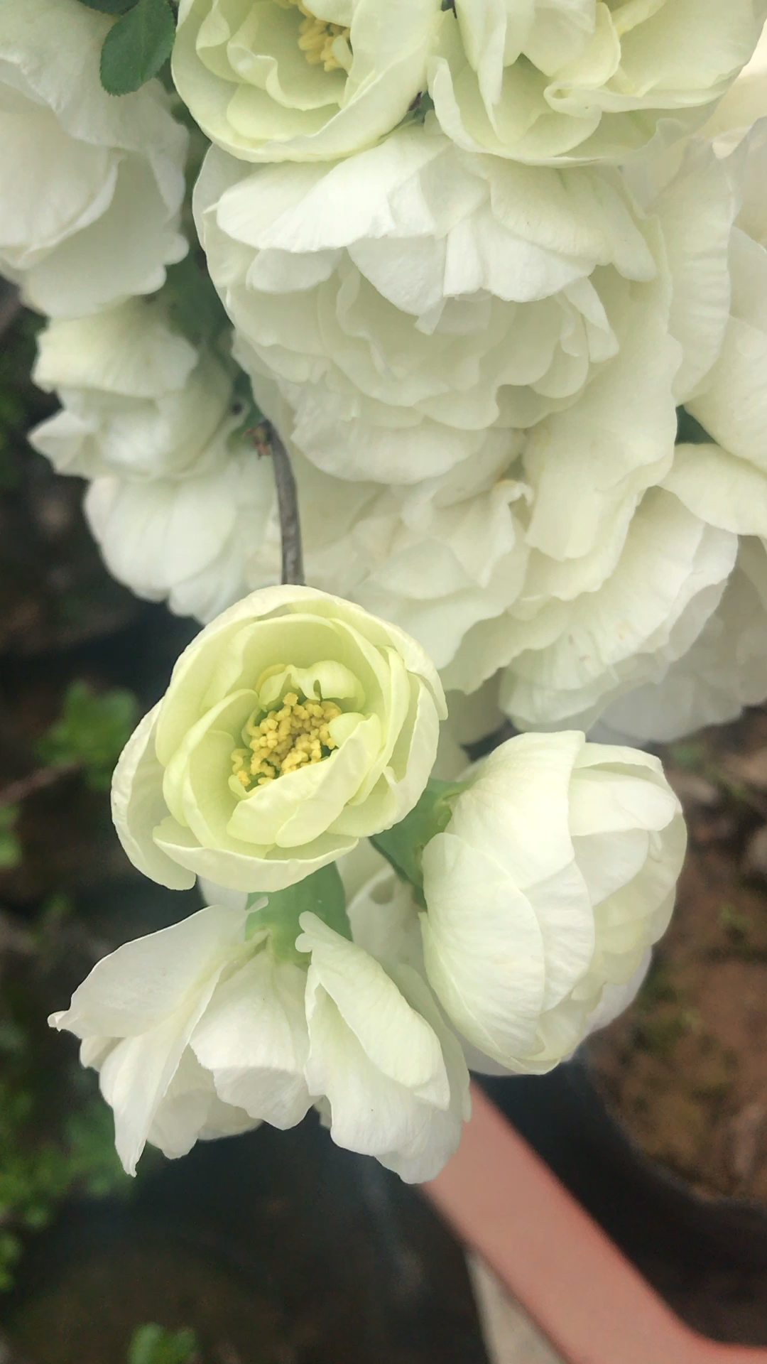 绿宝石海棠花,就是有一种不一样的美-度小视