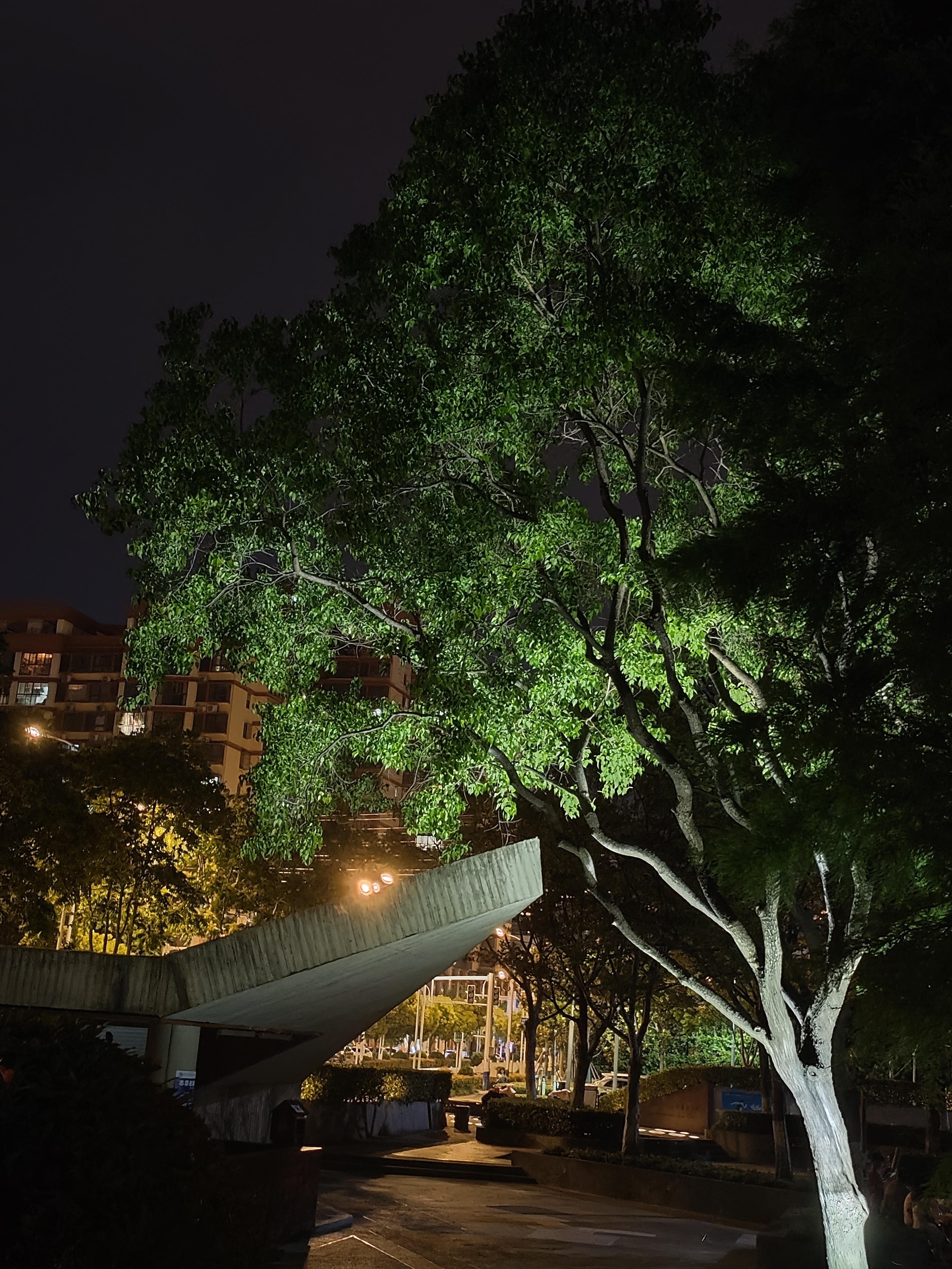 夏天的景色 夜晚图片