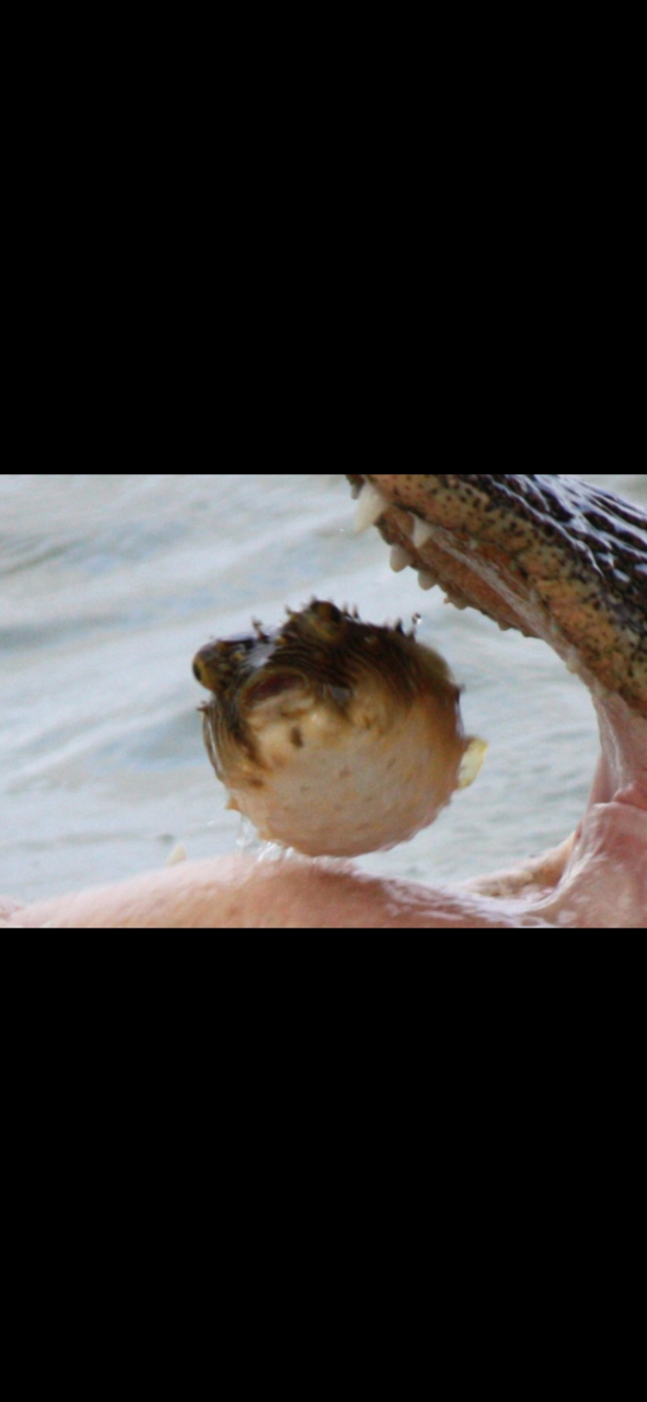 肯尼迪航天中心即将被鳄鱼吃进肚的小河豚,请记住它最后的样子
