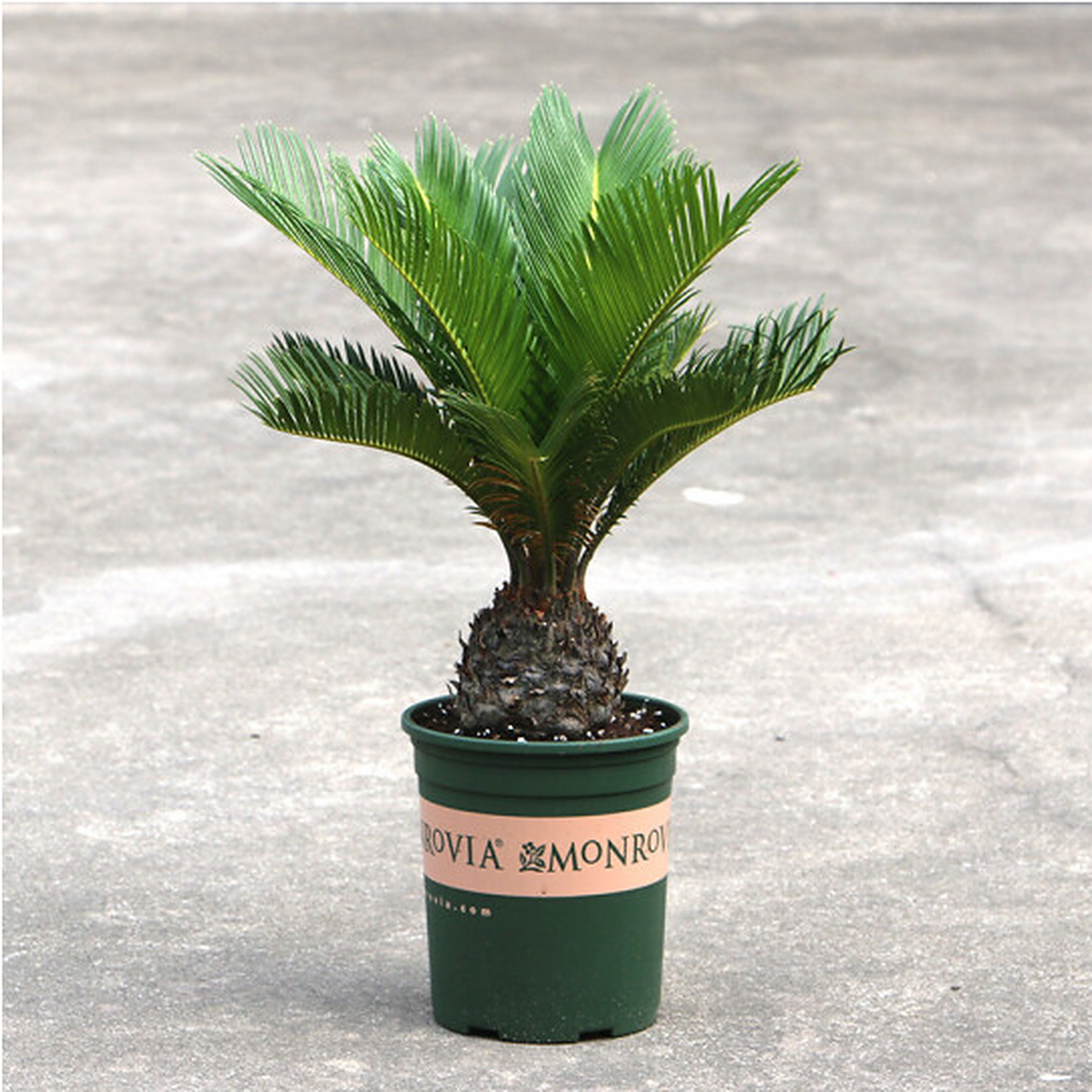 铁树幼苗移植步骤包括准备移植,整理根系,植入花盆,保湿与覆盖,放置