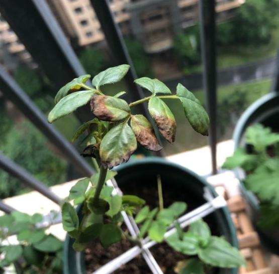 前一波月季肥伤还是没过去,都死了好多苗了