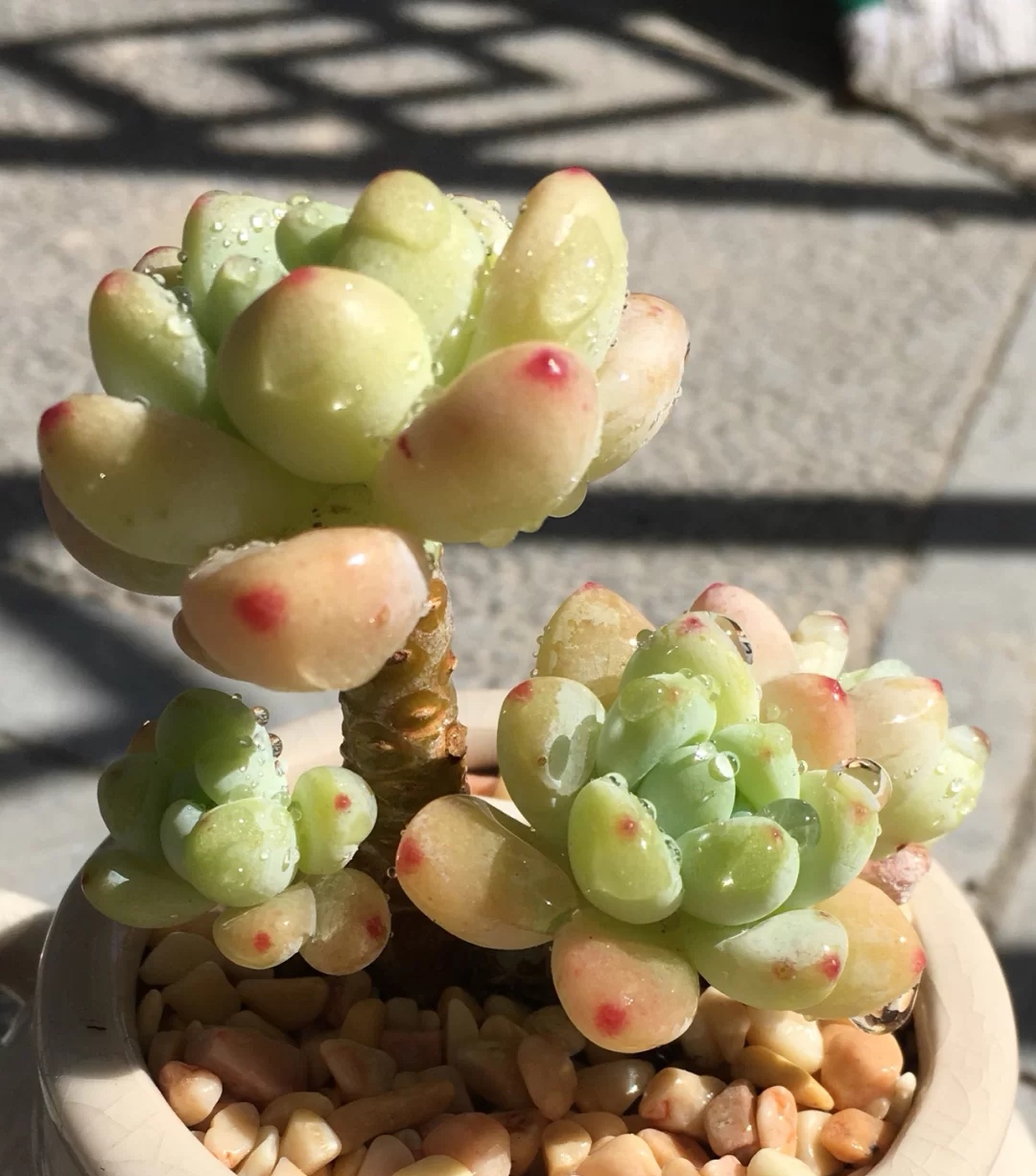 罗琦多肉种植养护技巧