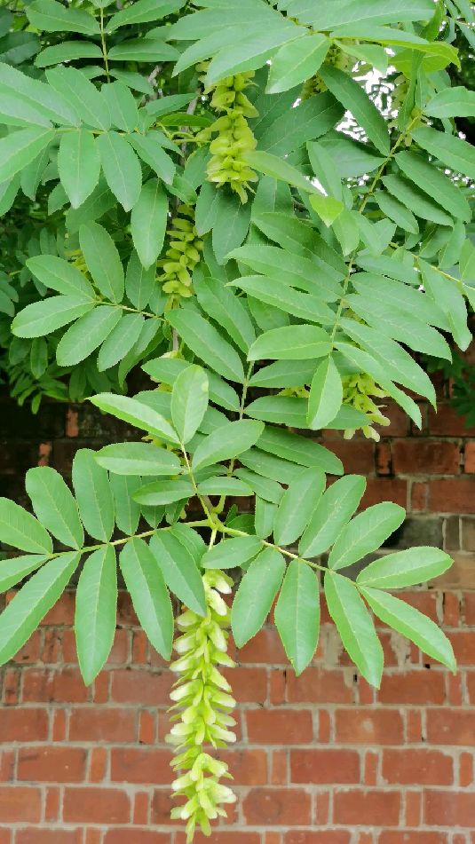 飘飘荡荡小枫杨
