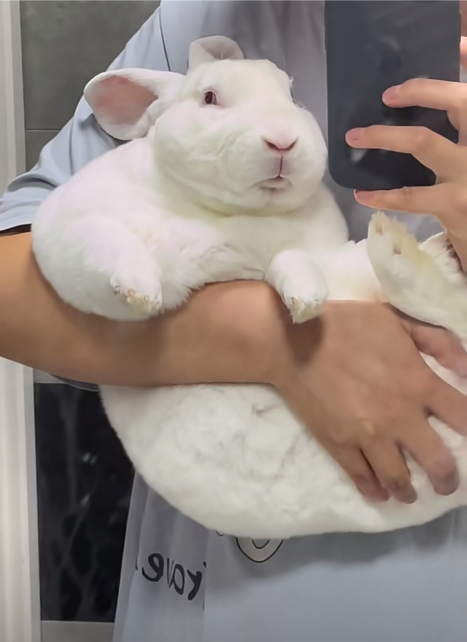 好可爱的胖兔子,被主人养的真好![嘻嘻]