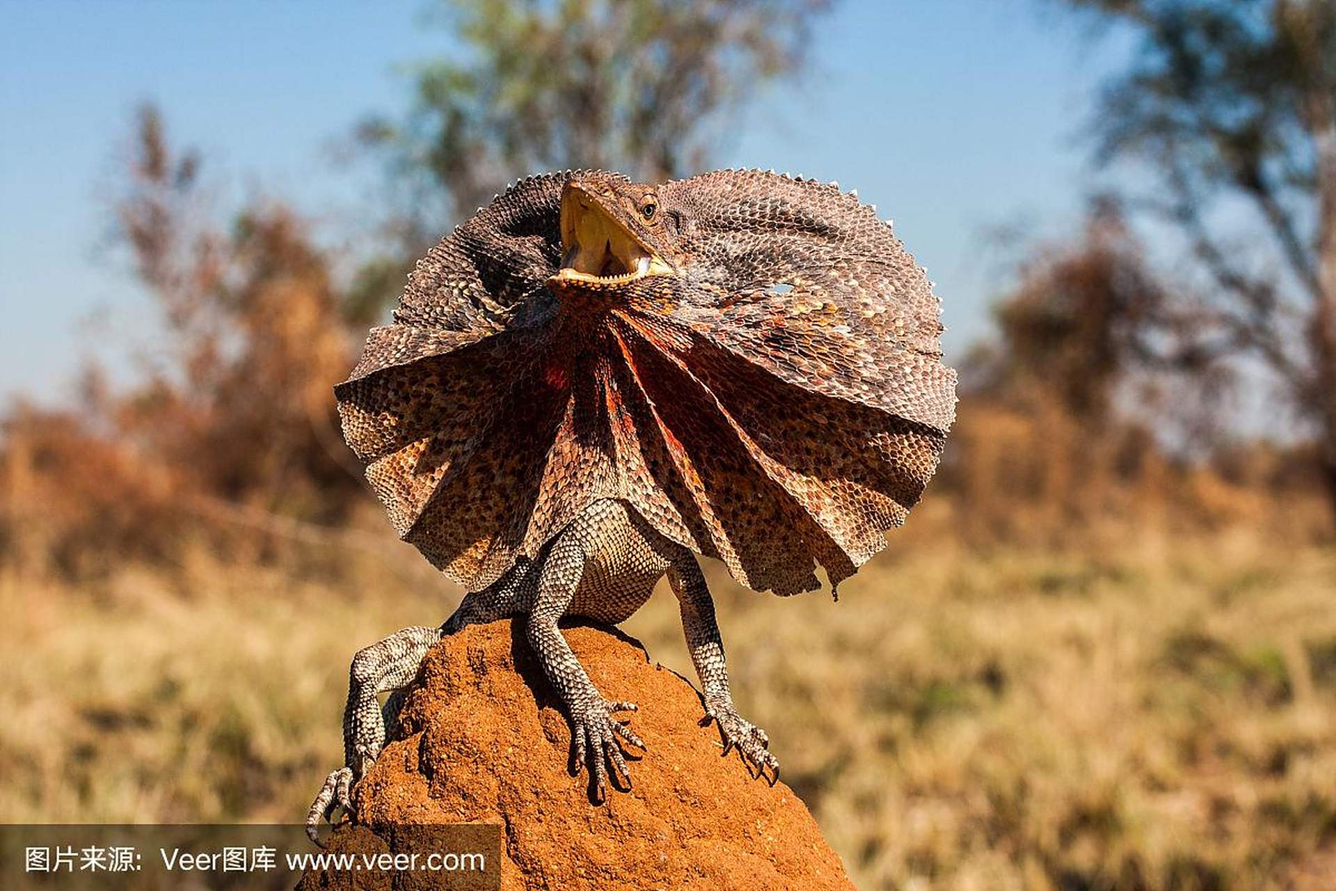伞蜥(umbrella lizard)是一种生活在热带地区的爬行动物.