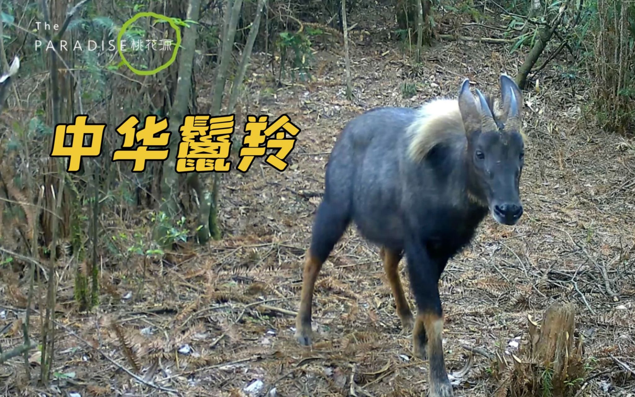 酷似麒麟的瑞兽中华鬣羚长啥样?别名:四不像,苏门羚.主要活动于海拔10