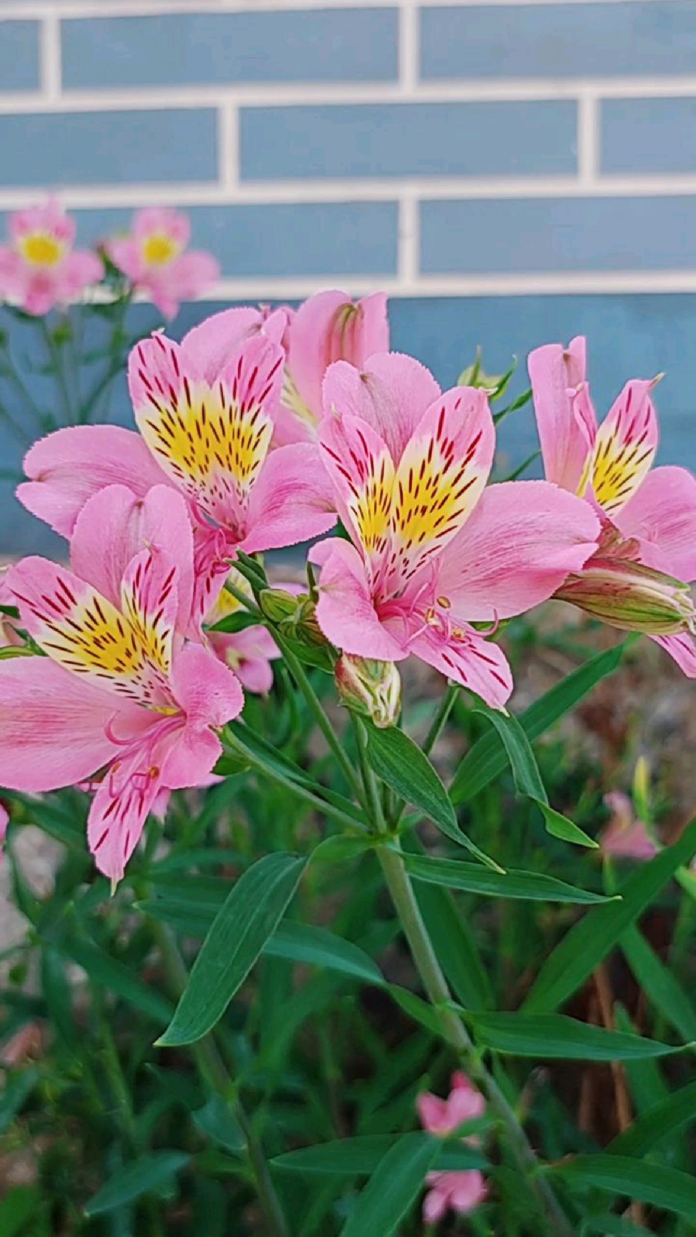 美丽的六出花,很适合盆栽和地栽-度小视