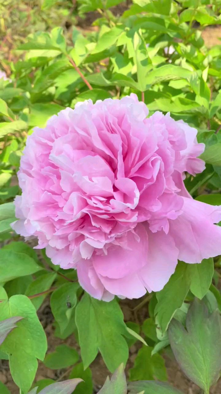 牡丹四大名品之:赵粉#国色天香牡丹花#牡丹花开