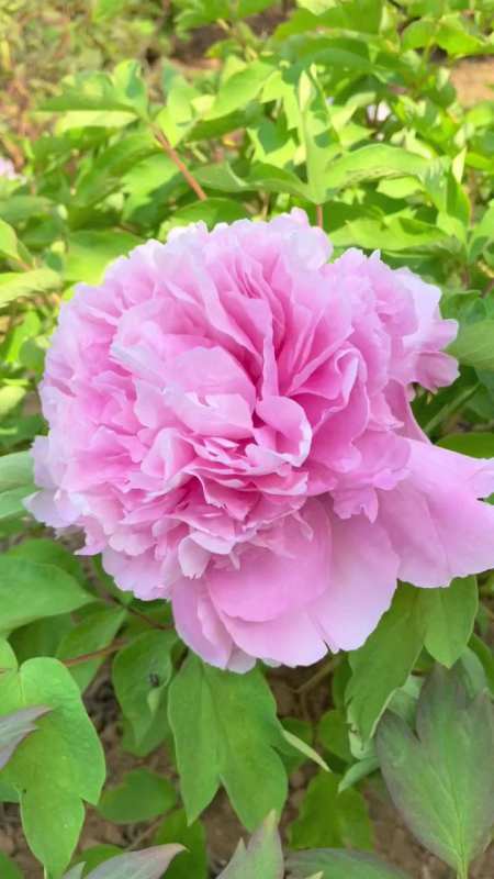 牡丹四大名品之:赵粉#国色天香牡丹花#牡丹花开