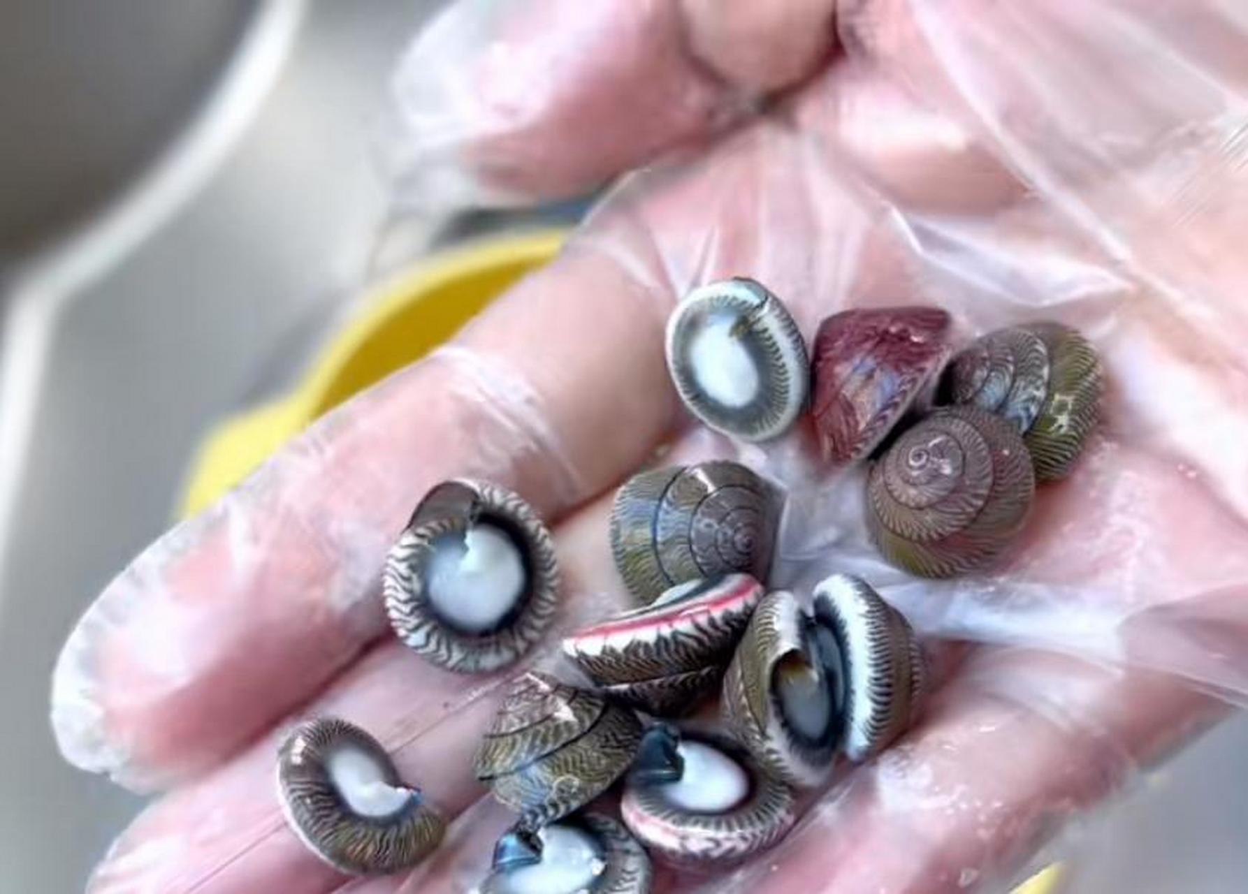 马蹄螺,有喜欢的吗[滑稽]