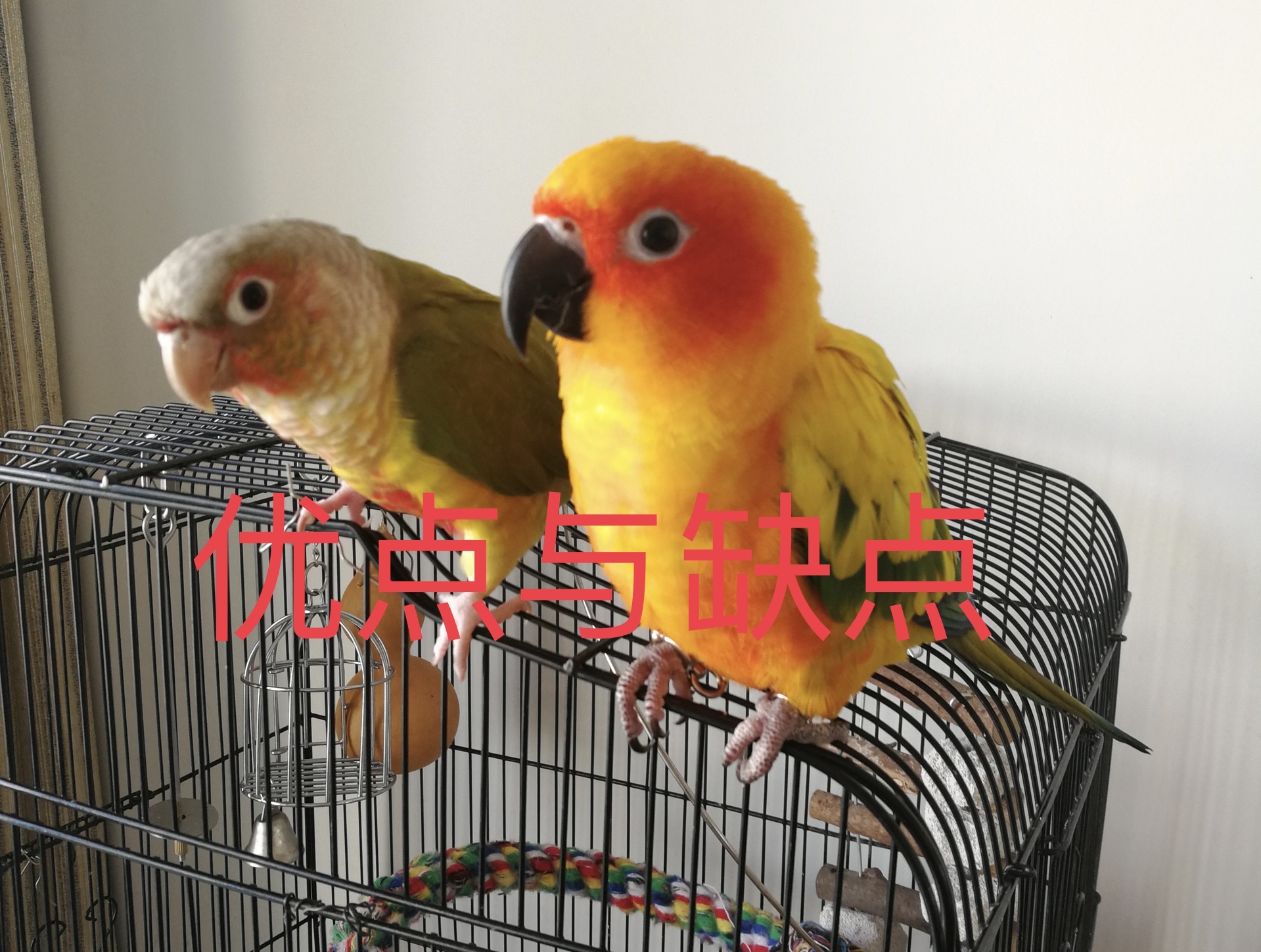 小太阳,金太阳鹦鹉,一字之差,天差地别,可是好多新手入坑错了