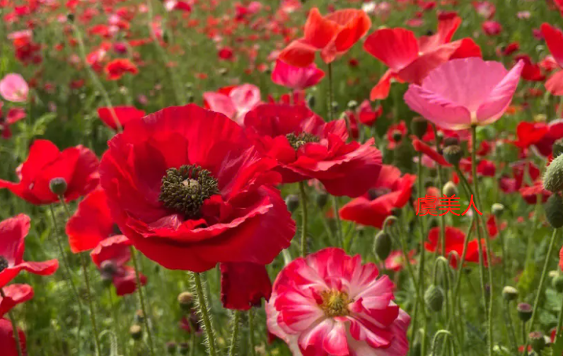 和罂粟花长得像的叫什么花