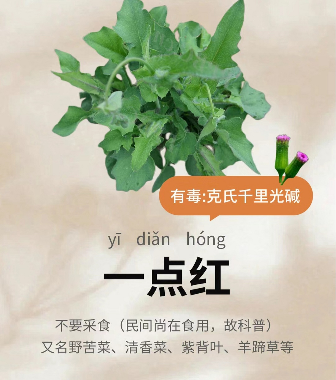 一点红竟然是有毒的菜,建议不吃或少吃!
