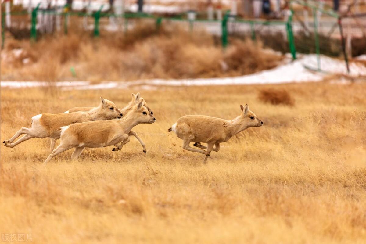 壮观景象!上万只蒙古野生黄羊跨越国界,展现生态多样性的魅力