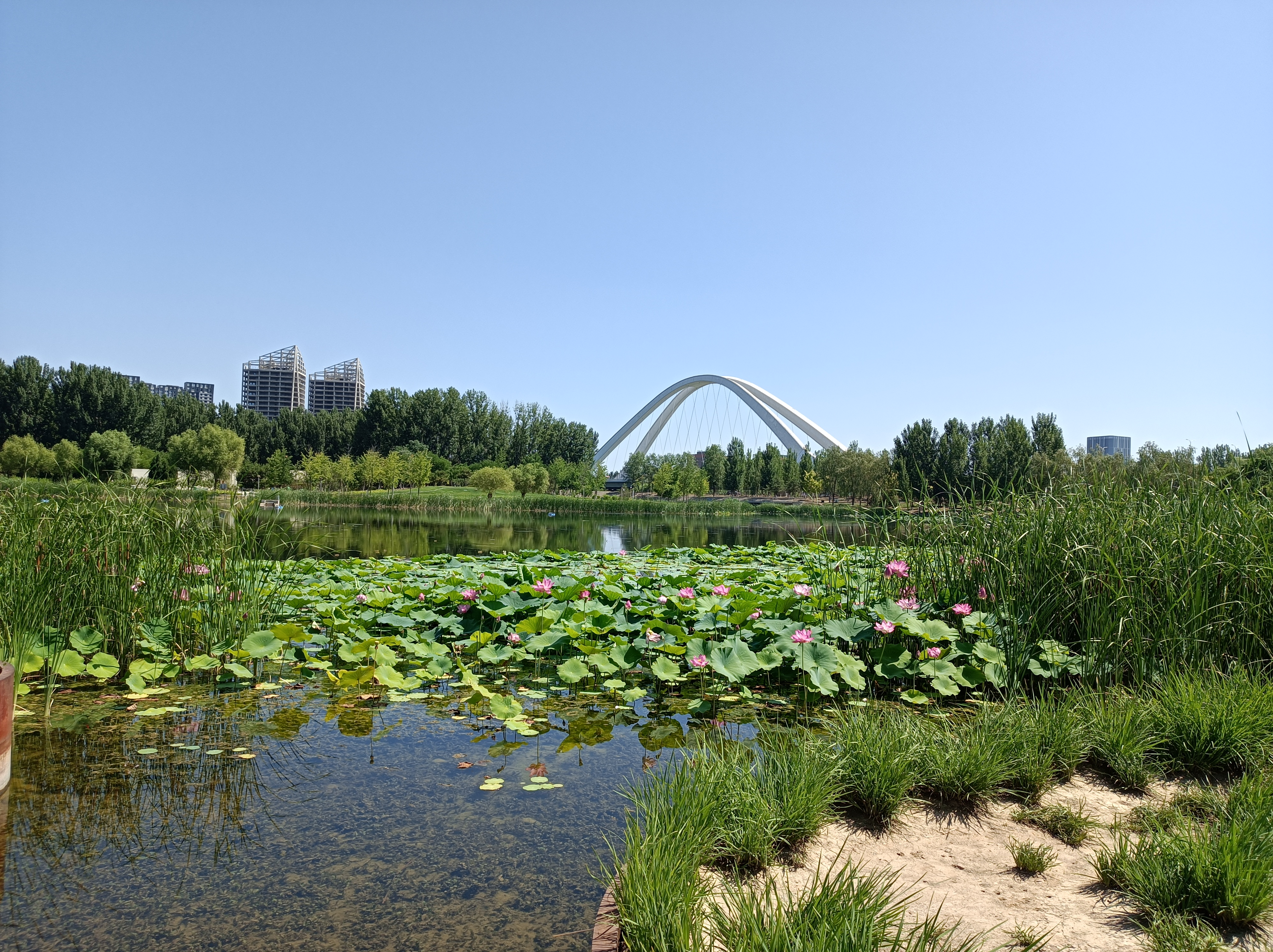 未来科学城滨水公园.有山有湖,还有芦苇荡和栈桥.野趣横生
