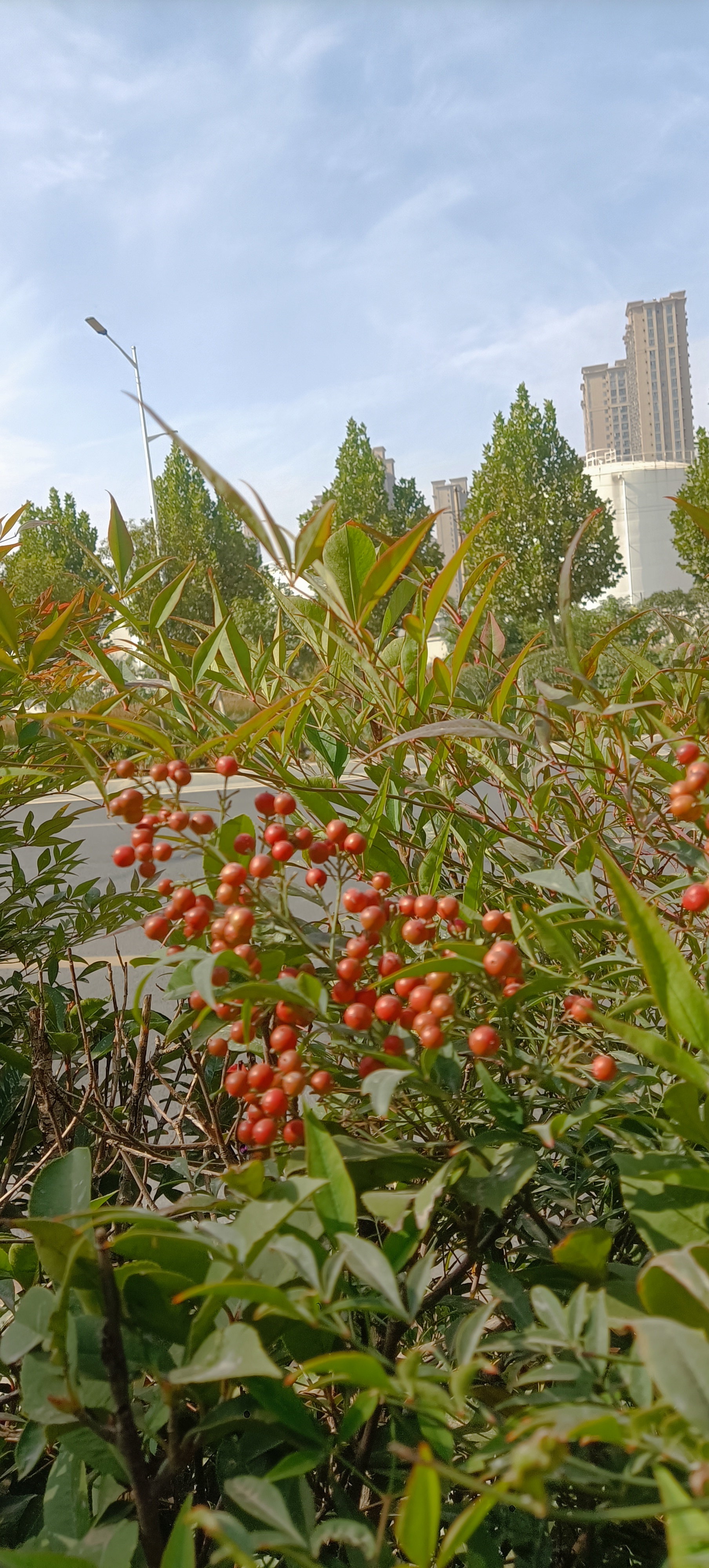 金秋美景果儿红,风光无限秋景如画,环境优美柳暗花