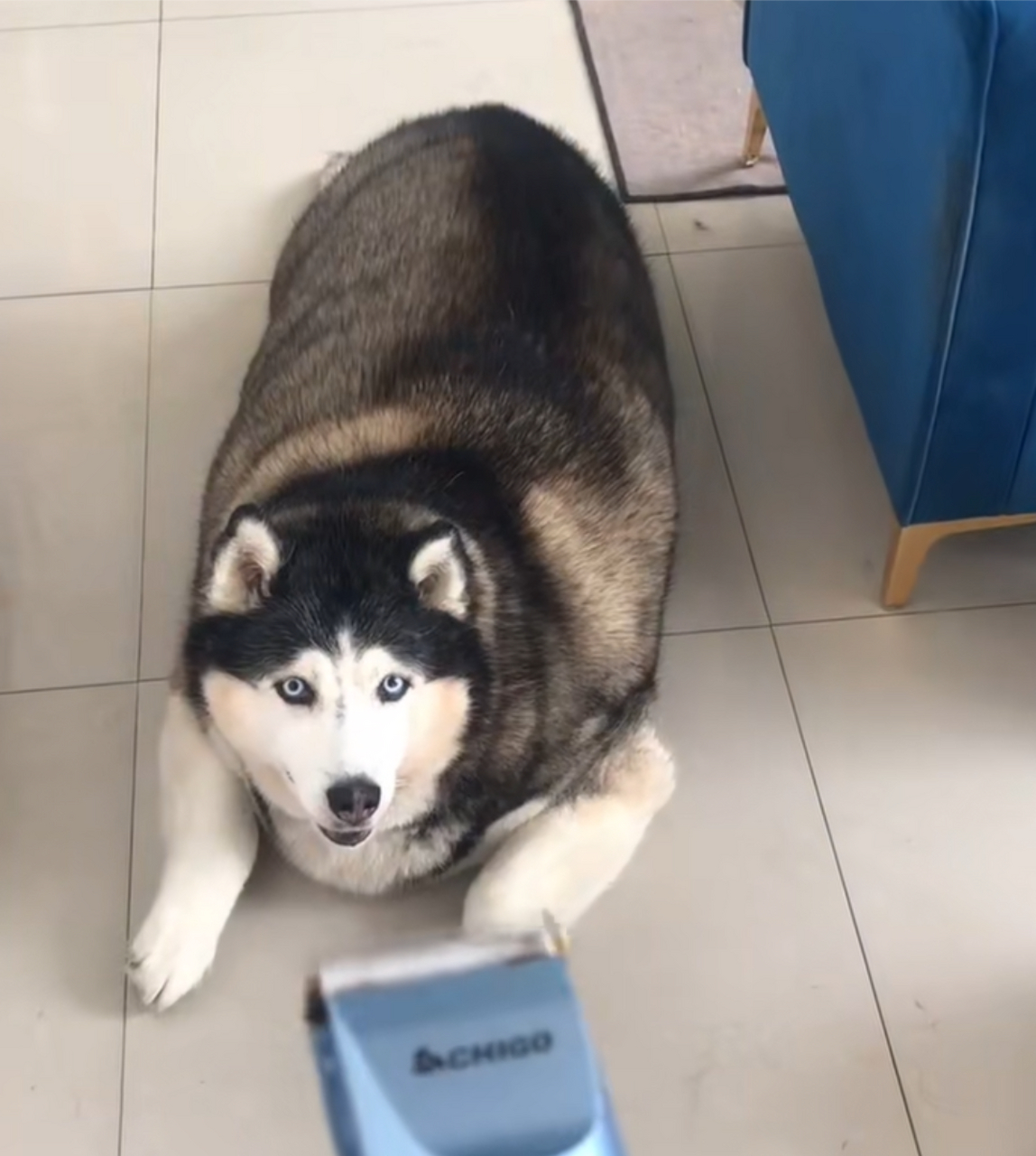 好胖的二哈啊,真的快成猪了!