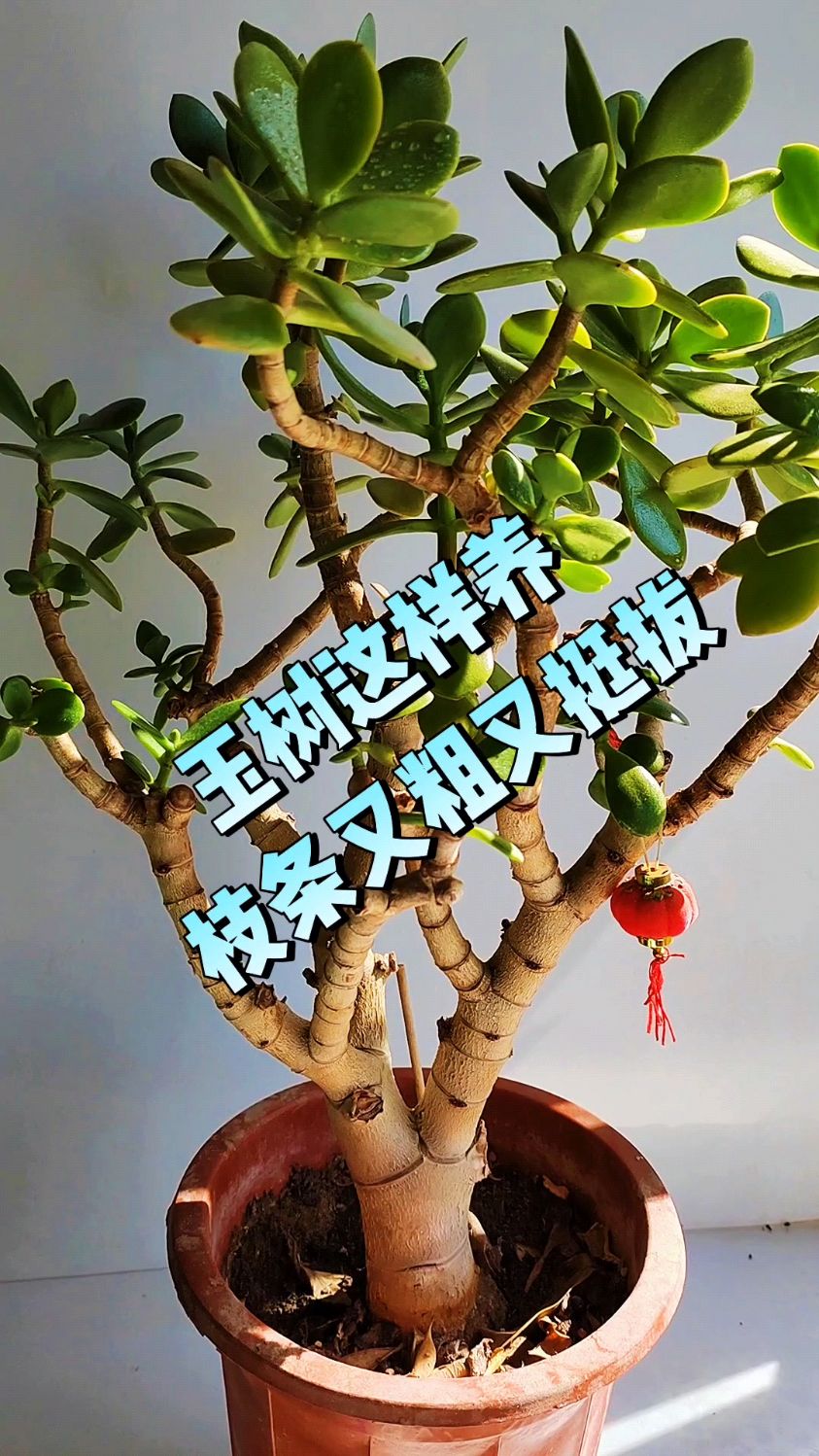 玉树这样养,枝条又粗又挺拔