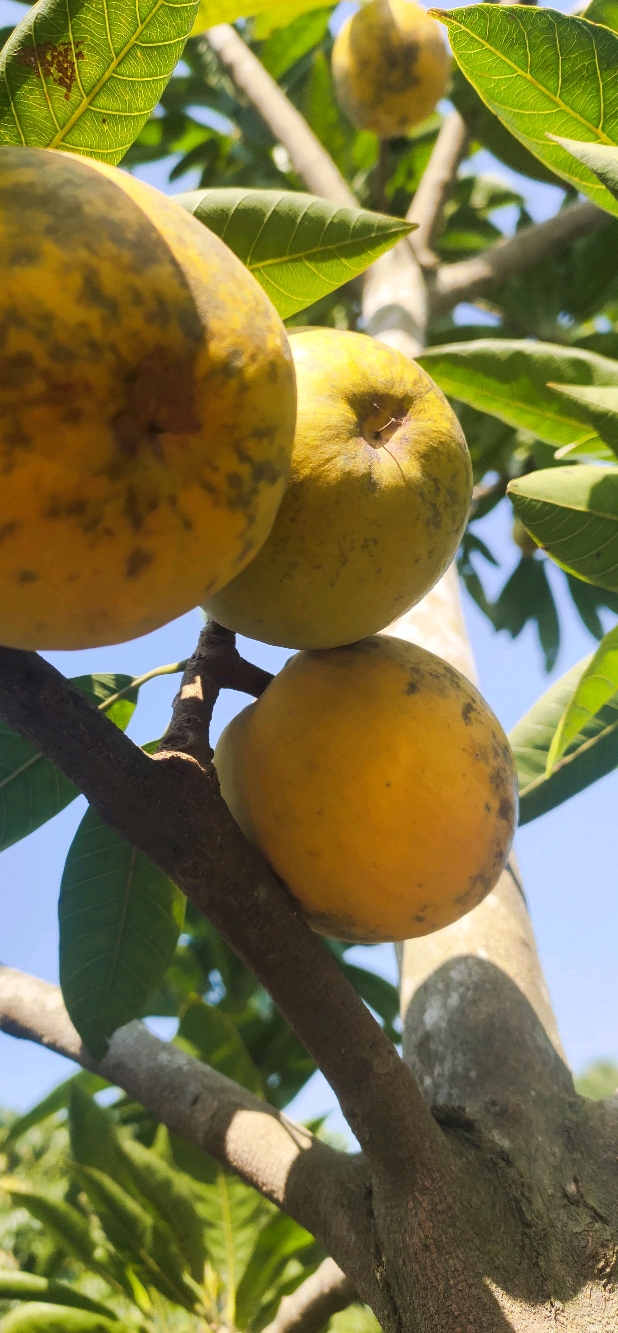 第一次见到鸡蛋果