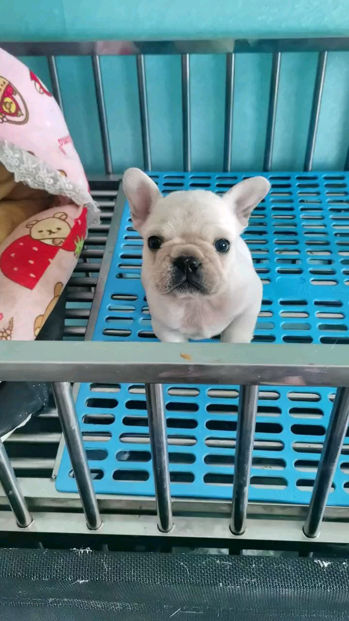 法斗耳朵立起来好看还是没有立起来好看呢