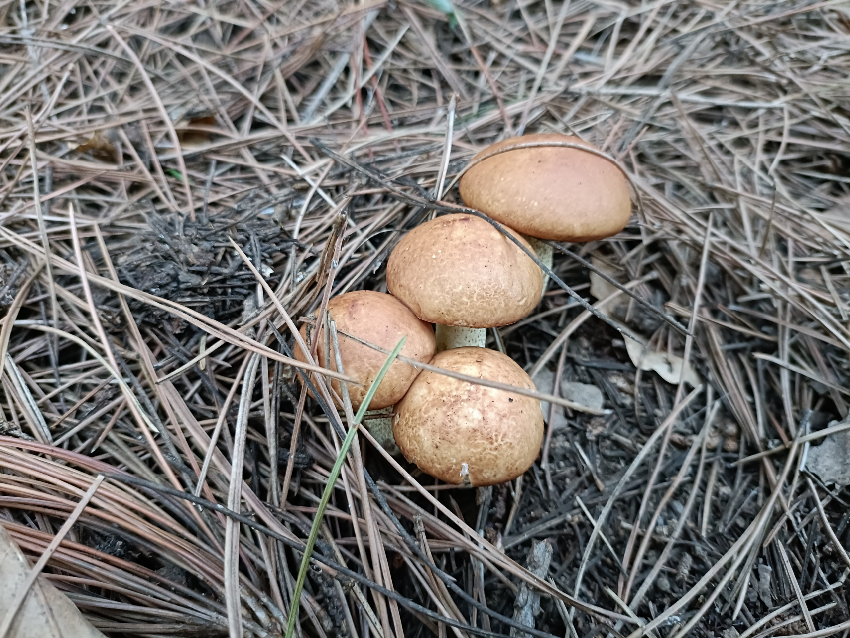 【东北松蘑——自然之味,尽在掌握】  置身于茂密的东北森林,我们为您