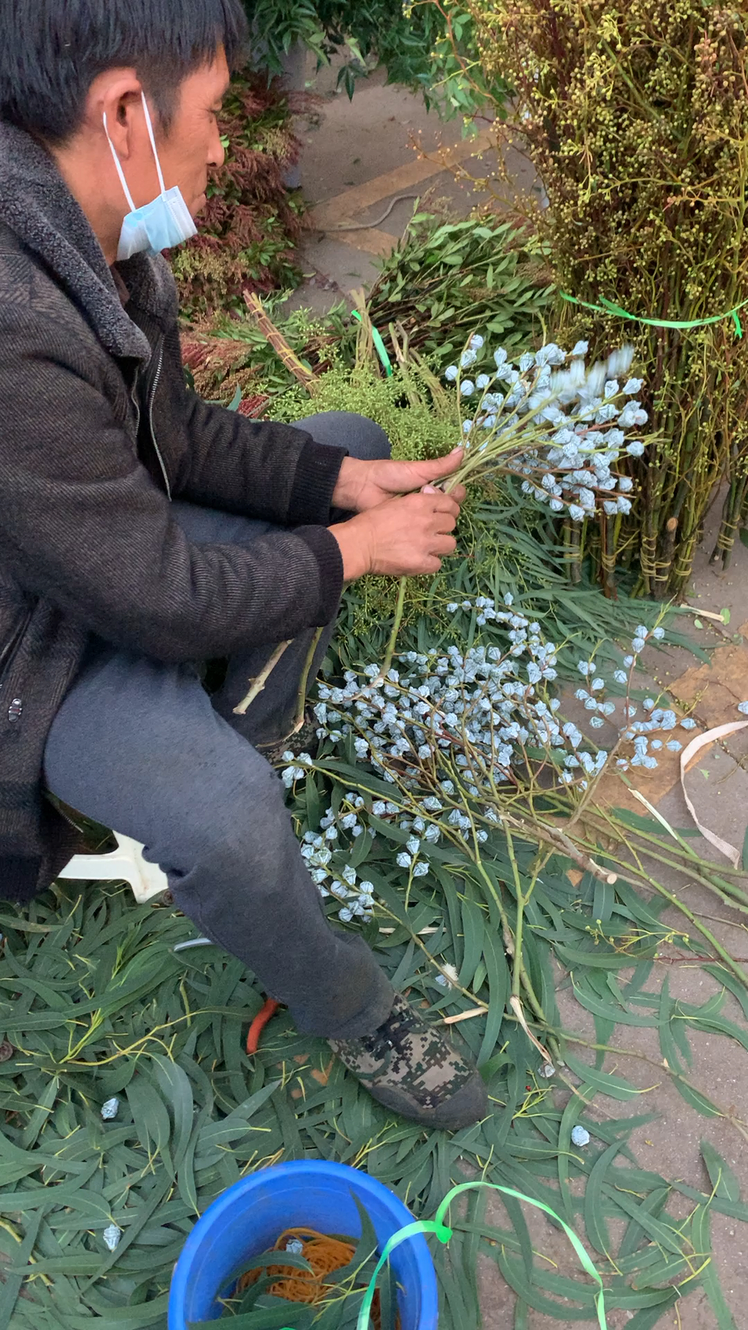 尤加利果,又名桉树果,果味清香,可提神醒脑,可驱蚊虫-度小视