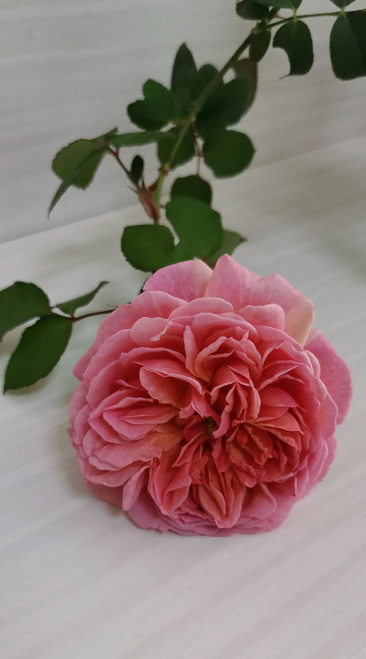 香织装饰是被很多花友忽视的优秀的月季品种