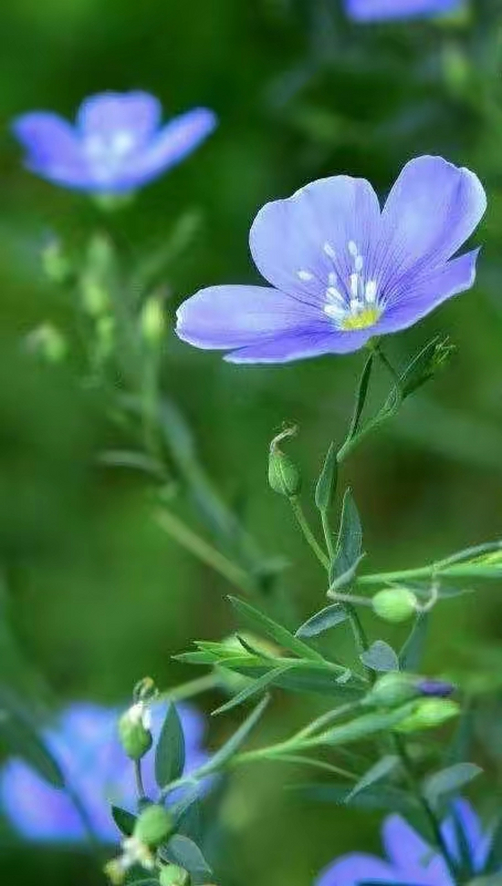 宿根亚麻花,有着长长的茎杆,看着柔柔弱弱的却富含诗意的样子,说她是