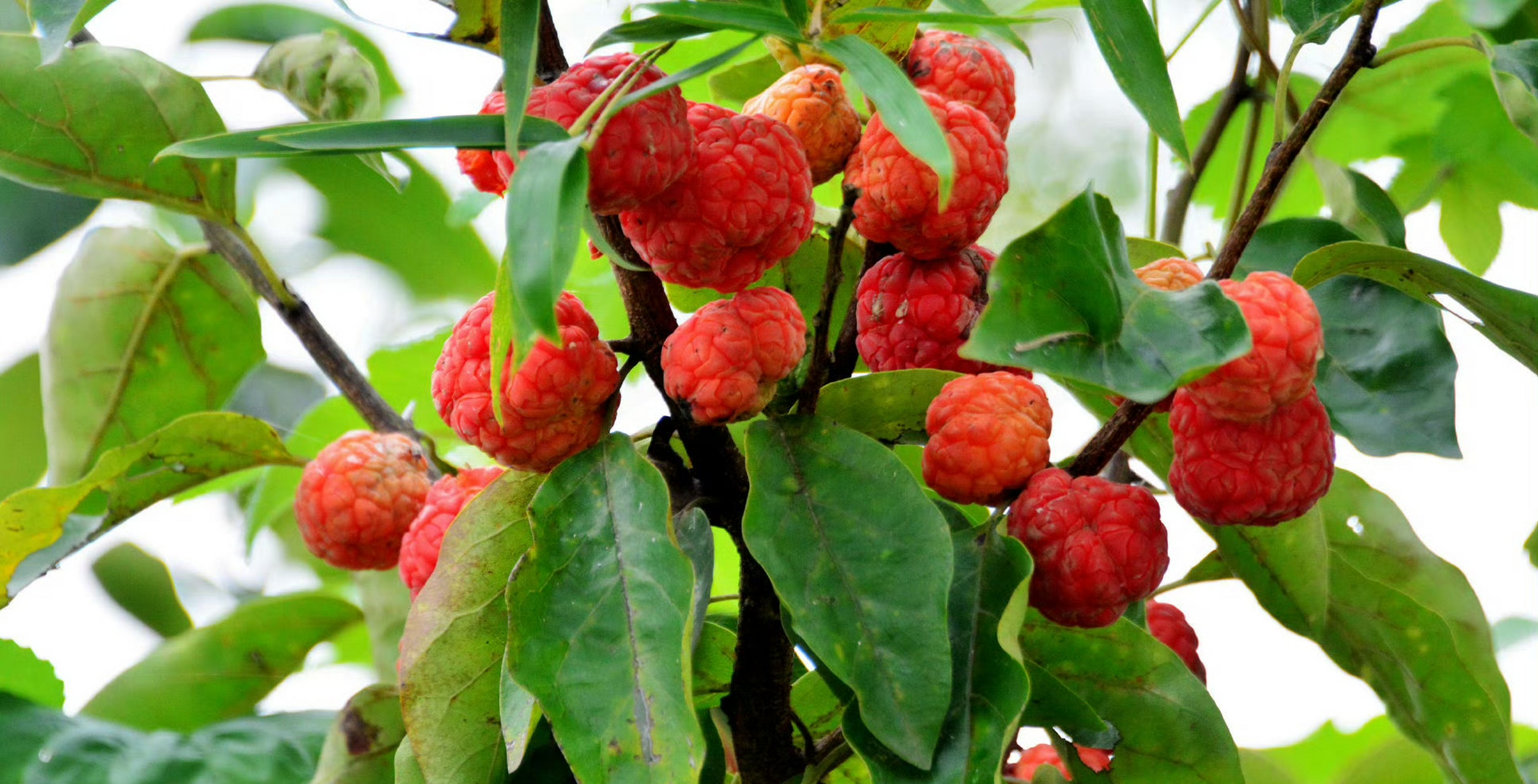 柘树种子,柘树浑身是宝,有很高的药用价值和食用等价值.