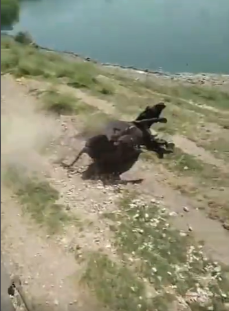 火车撞上动物的瞬间